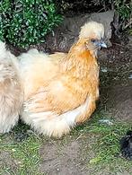 Bruine zijdehoen hen met 3 kuikens, Dieren en Toebehoren, Pluimvee