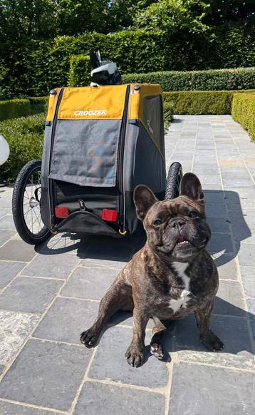 Croozer Peppa L honden fietskar (1 weekend gebruikt) beschikbaar voor biedingen