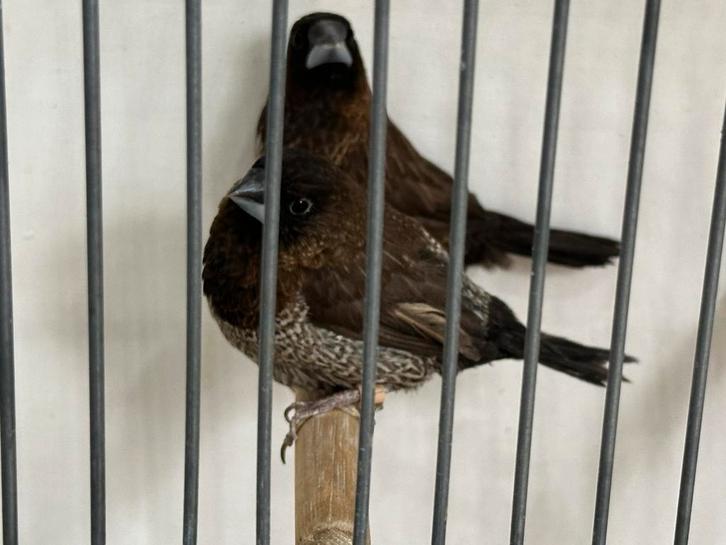 Diverse tropen, Dieren en Toebehoren, Vogels | Overige Vogels, Tropenvogel, Meerdere dieren, Tam, Geringd