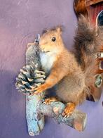 Opgezette eekhoorn, Verzamelen, Ophalen of Verzenden, Zo goed als nieuw, Wild dier, Opgezet dier
