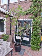 Meerstammige vijgenboom zeer groot, Tuin en Terras, Planten | Bomen, Ophalen, Volle zon, Overige soorten