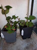 Houttuynia cordata chameleon, Ophalen, Zomer, Overige soorten, Volle zon