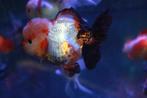 Handpick Oranda, Leeuwenkop, Rozentail Goudvis ca 15 cm, Goudvis(sen)
