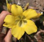 Caudex Pachypodium Horombense Poiss uit Madagaskar., Overige soorten, Ophalen of Verzenden, In pot, Minder dan 100 cm