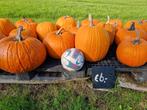 Halloween Pompoenen ook sier en eet, Ophalen of Verzenden, Knutselwerk
