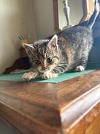 Kitten, Poes, 0 tot 2 jaar