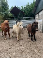 3 Veulens, Dieren en Toebehoren, A pony (tot 1.17m), 0 tot 2 jaar