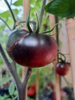 Zaden tomaat black beauty, Verzenden, Volle zon
