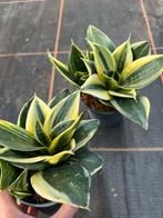 Sanseveria Hanii, Ophalen of Verzenden, Halfschaduw, Minder dan 100 cm