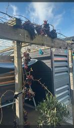 Te koop druif, Bloeit niet, Overige soorten, Minder dan 100 cm, Ophalen