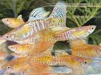 🟡Uniek in Nederland, Galaxy Blond Multicolor Tail Guppen🟡, Dieren en Toebehoren, Vissen | Aquariumvissen, Vis, Zoetwatervis
