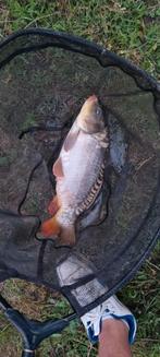 Spiegel karper, Karper of Koi