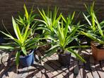 Plant Yucca, Minder dan 100 cm, Yucca, Halfschaduw, In pot