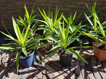 Plant Yucca