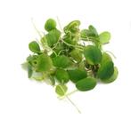 Aquaflora Limnobium Lavaegatum | Kikkerbeet, Dieren en Toebehoren, Vissen | Aquaria en Toebehoren, Ophalen of Verzenden, Nieuw