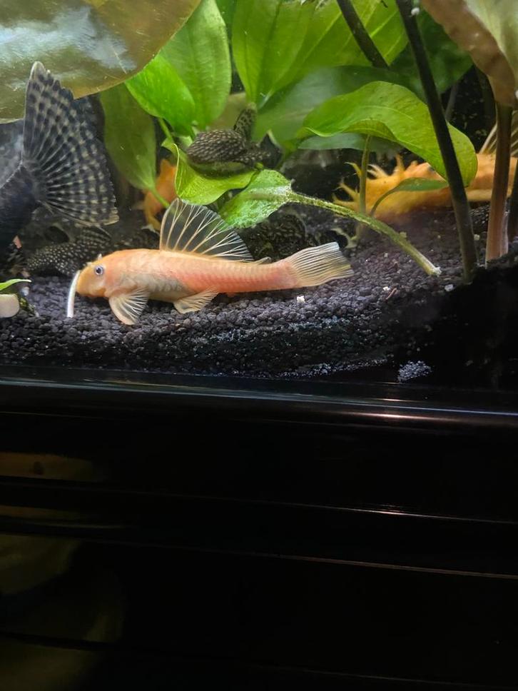 Ancistrus Gold (2-4 cm), Dieren en Toebehoren, Vissen | Aquariumvissen, Vis