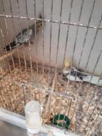 Valkparkieten in diverse kleuren, Dieren en Toebehoren, Vogels | Parkieten en Papegaaien, Meerdere dieren, Parkiet