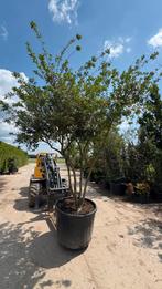 Osmanthus burkwoodii meerstammige schijnhulst, Ophalen of Verzenden, Volle zon