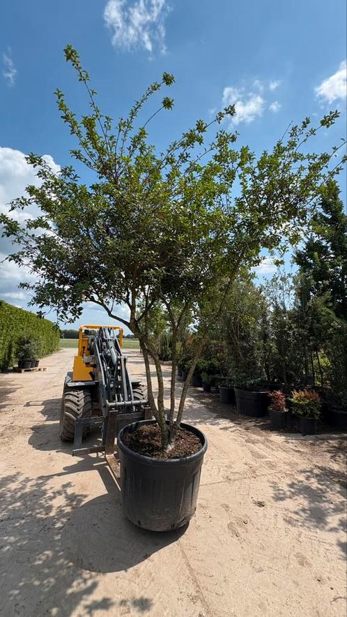 Osmanthus burkwoodii meerstammige schijnhulst, Tuin en Terras, Planten | Bomen, Volle zon, Ophalen of Verzenden