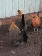 Hollandse kriel hennetjes, Dieren en Toebehoren, Pluimvee, Vrouwelijk, Kip