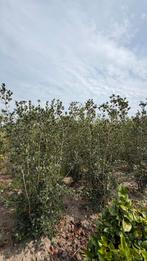 Osmanthus heterophyllus stekelige hulst | Groenblijvend, Tuin en Terras, Ophalen of Verzenden, Overige soorten, Minder dan 100 cm