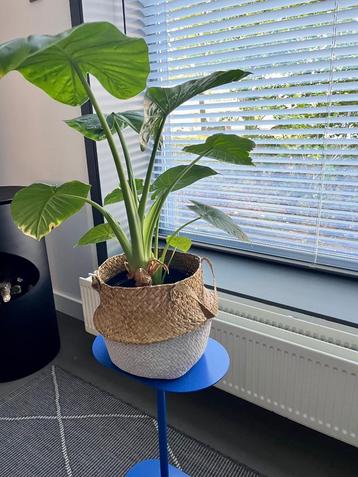 Kamerplant | Plant | Alocasia | Olifantsoor | Plantenmand beschikbaar voor biedingen