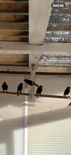 Zwarte.Sijzen, Dieren en Toebehoren, Vogels | Overige Vogels, Mannelijk, Wildzangvogel, Geringd