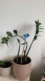 Vet plant  €8, Huis en Inrichting, Kamerplanten, Ophalen, Halfschaduw, Minder dan 100 cm