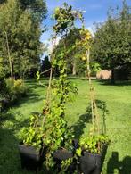 Hedra klimplant , ongeveer 2 meter hoog , 5 stuks ., Ophalen, Vaste plant, Halfschaduw, Klimplanten