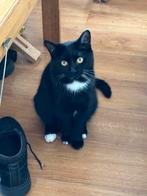 Lieve rustige kater., Dieren en Toebehoren, Katten en Kittens | Raskatten | Korthaar, Kater