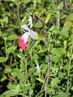 Salvia microphylla 'Hot Lips', Ophalen, Zomer, Overige soorten, Volle zon