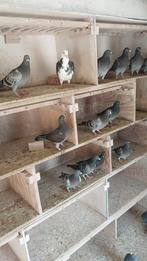 Te koop mooie jonge postduiven, Meerdere dieren, Postduif
