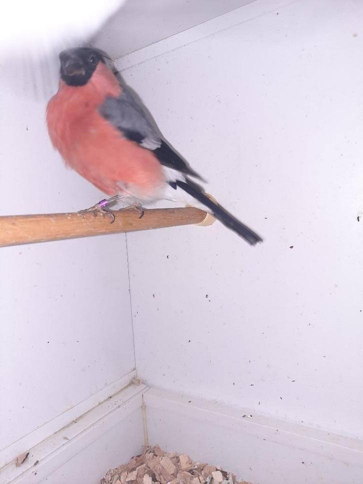 2 prachtige goudvinken, mannen, Dieren en Toebehoren, Vogels | Overige Vogels, Wildzangvogel, Mannelijk, Geringd