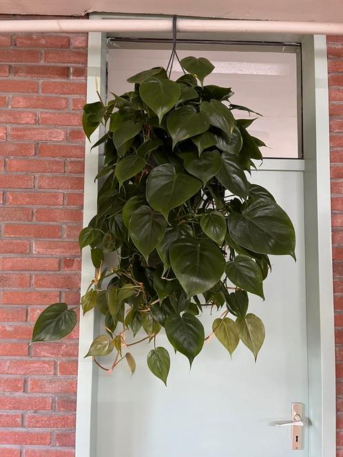 Philodendron Scandens, Huis en Inrichting, Kamerplanten, Overige soorten, Minder dan 100 cm, Ophalen of Verzenden