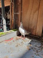Een jonge  duif, Dieren en Toebehoren, Vogels | Duiven, Vrouwelijk