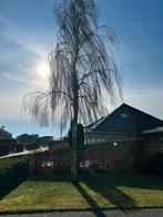 Gezocht bomen kapppen, Minder dan 3 m³, Ophalen