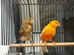Mooie koppel Kanaries, Dieren en Toebehoren, Vogels | Kanaries, Meerdere dieren, Kleurkanarie