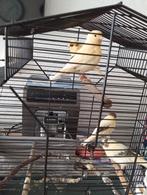 3  bonte kanaris jongens uit 2025 te koop, Dieren en Toebehoren, Vogels | Kanaries, Geslacht onbekend, Kleurkanarie