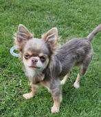 Lilac tan chihuahua reutje, Dieren en Toebehoren, 15 weken tot 1 jaar, Reu, CDV (hondenziekte), Eén hond