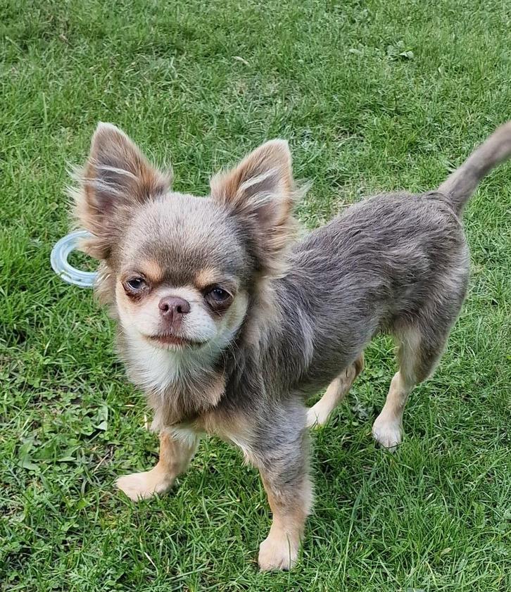 Lees de tekst ! Lilac tan langharig reutje, Dieren en Toebehoren, Honden | Chihuahua's en Gezelschapshonden, Reu, Chihuahua, Particulier