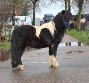 Te koop 6 super knappe shetlander ruinen en een merrie  beschikbaar voor biedingen