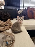 Britishshort, Geslacht onbekend, Ingeënt, 0 tot 2 jaar