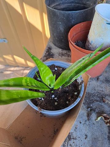 Sanseveria beschikbaar voor biedingen