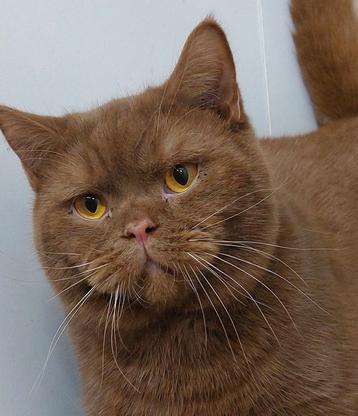Prachtige bkh cinnamon DEKKATER met stamboom  beschikbaar voor biedingen