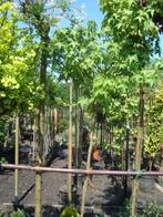 Liquidambar styr. Gum Ball in pot, Bloeit niet, 100 tot 250 cm, Ophalen, Volle zon
