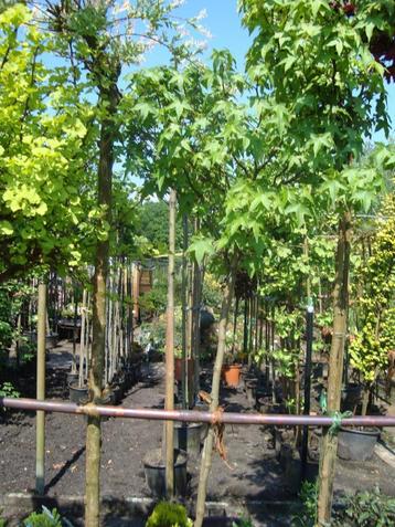 Liquidambar styr. Gum Ball in pot  beschikbaar voor biedingen