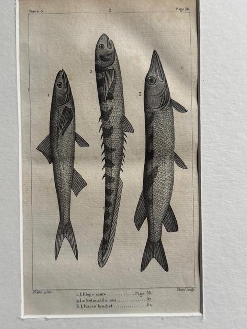 O U D 1812 - vissen gravure - plate 36, Antiek en Kunst, Kunst | Etsen en Gravures, Ophalen of Verzenden