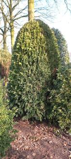 Conifeer boom, Ophalen, Bloeit niet, Halfschaduw, Overige soorten