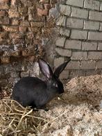 Duitse reus ram word 8 kg, Dieren en Toebehoren, Mannelijk, Groot