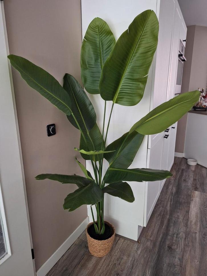 Kunst Strelitzia Nicolai (Paradijsvogelplant) in pot, Huis en Inrichting, Kamerplanten, Overige soorten, 150 tot 200 cm, Groene kamerplant